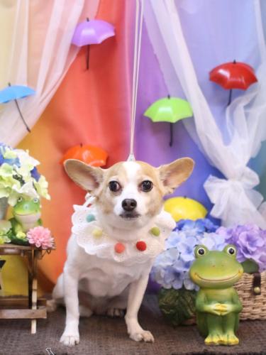 20230624うにちゃん